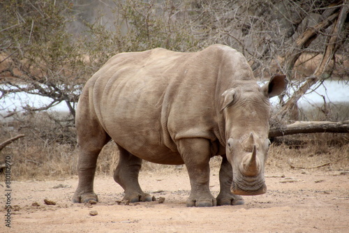 white rhino in the wild