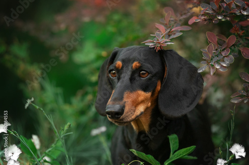 beautiful spring portrait of a dachshund on a natural background