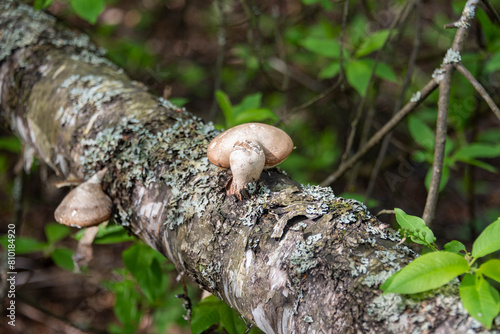 Piptoporus betulinus on the trunk of a fallen birch tree in the forest. photo