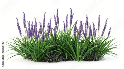 3d illustration of liriope muscari plant isolated on white background botanical and horticultural visualization photo