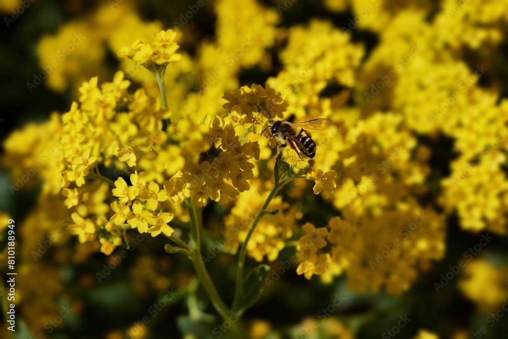 Biene ernährt sich von gelber Blüte Biene ernährt sich von gelber Blüte