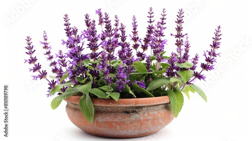 blooming salvia growing in pot isolated on white background botanical photography