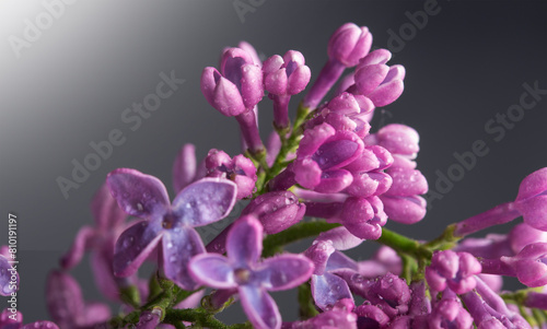 background of beautiful lilac flowers with water drops