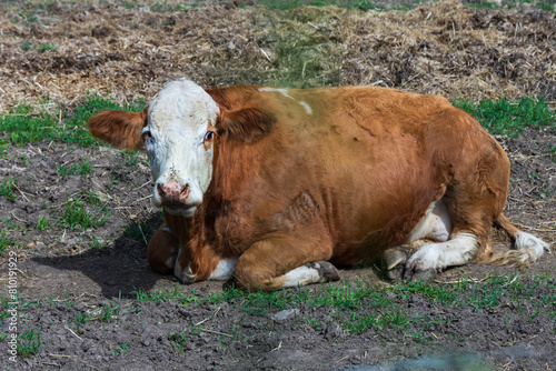 A farm where cows and a bull with a calf are free.