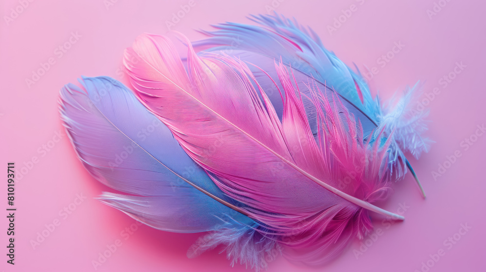 Obraz premium vibrant pink and blue bird feathers arranged beautifully on pastel background