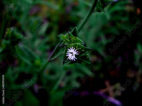 planta flor Elephantopus tomentosus