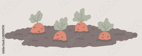 Carrots growing in garden soil in flat design. Vegetable farming process. Vector illustration isolated.