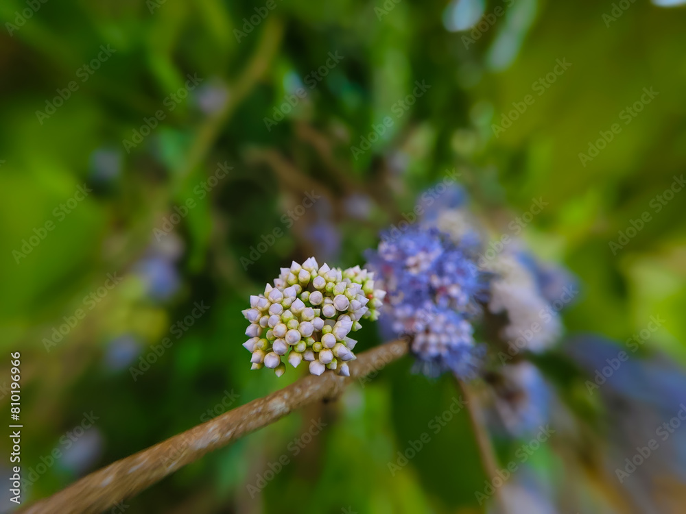 close up Bright blue flowers of the Memecylon umbellatum plant in a mountain forest close up Bright blue flowers of the Memecylon umbellatum plant in a mountain forest