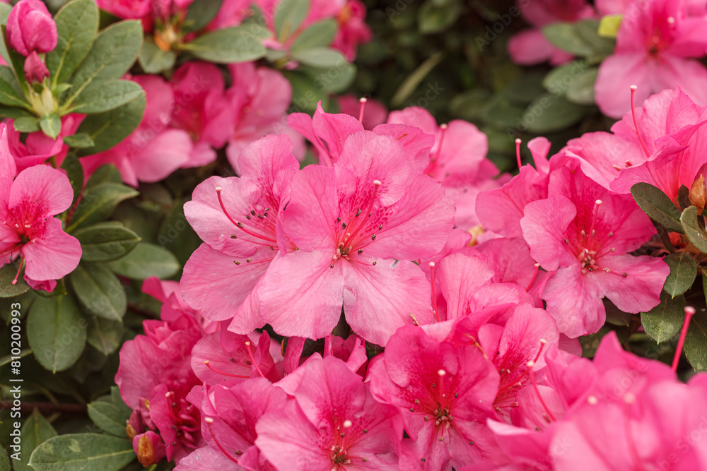 Beautiful blooming pink Azalea bushes