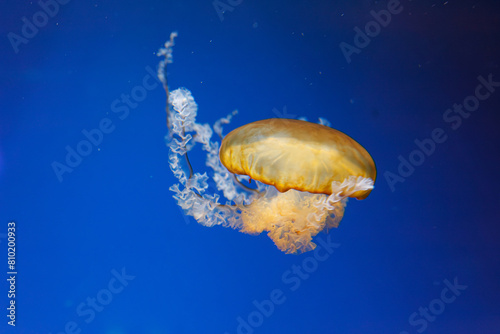 underwater photos of jellyfish chrysaora fuscescens jellyfish pacific sea nettle photo