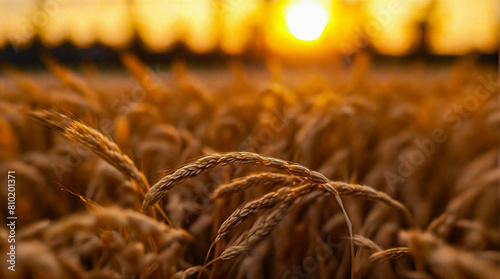 Serene Sunset Amidst Harvest: Golden Hour Over Lush Wheat Field Capturing Agricultural Tranquility