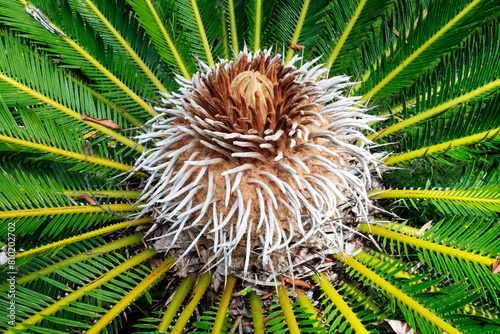 Sago Plam, Cycas revoluta, ia specie of gymnosperm in the family Cycadaceae, It is one of several species used for the production of sago, as well as an ornamental plant. Arraial da Ajuda, BR, 2019 photo