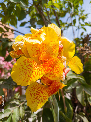 A canna flower Yellow King Humbert, exotic ornamental plant with very dense foliage
