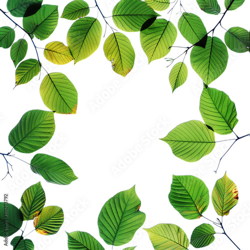 green leaves isolated on white