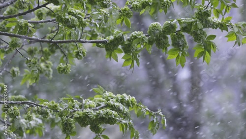 unexpected snow in May falling in flakes on the green foliage of trees, slow motion