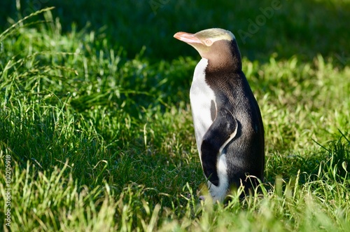Yellow-eyed penguin photo