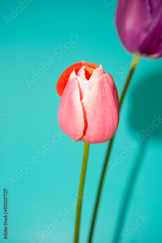 pink tulip on blue background