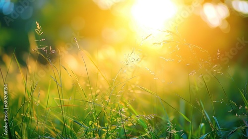 the sun is shining through the grass in a field of tall grass.
