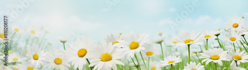 illustration of a lot of daisy flowers on a meadow with blue sky, copy space