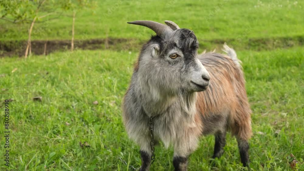 A young beautiful goat grazes in a meadow in spring. Goat breeding in rural areas. Producing goat milk and goat cheese. A young beautiful goat grazes in a meadow in spring. Goat breeding in rural areas. Producing goat milk and goat cheese.
