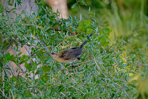 Grackle