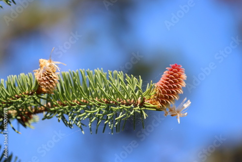 Sweden. Spring Rebirth: Pine Tree with Young Cones. A conifer cone or pinecone is a seed-bearing organ on gymnosperm plants.  photo