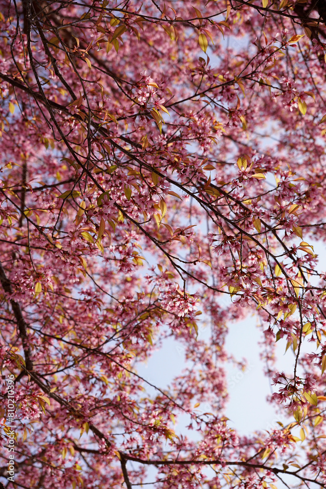Sky background full of pink Japanese cherry blossom Sky background full of pink Japanese cherry blossom