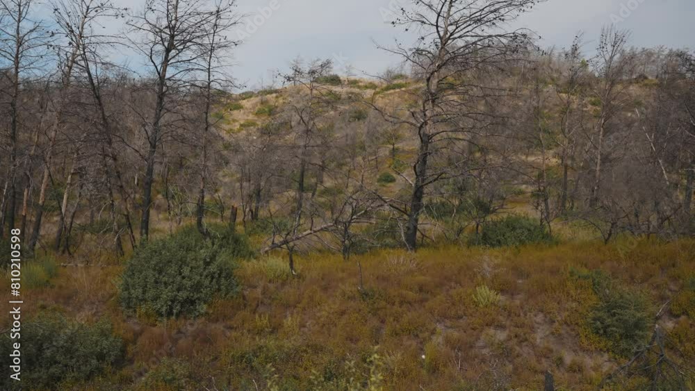 Burnt forests in the Mediterranean. Burnt forests in the Mediterranean.