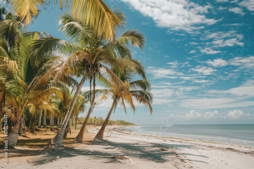 palm trees in summer on a beach in Mexico