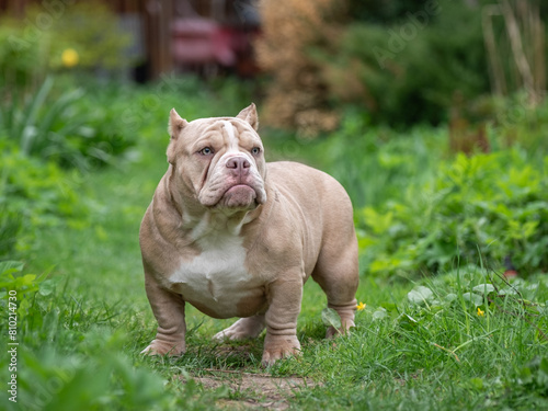 An American Bully dog stands among the green grass. A powerful, beautiful specimen of the breed.