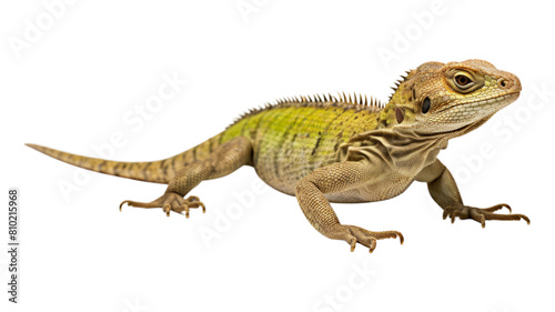 lizard isolated on transparent png background. Generative ai