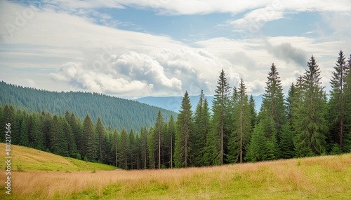 wonderful forest landscape the harmonic rows of the mighty pine trees on the cloudy blue sky background natural beauty of the coniferous woods the carpathians mountains bukovel ukraine