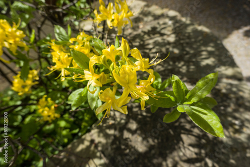 Gelb blühende Azalee (Rhododendron luteum) photo