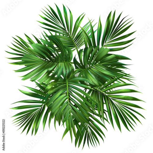 palm tree isolated on white background