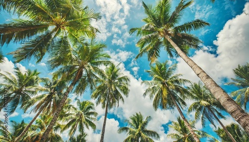 green palm trees against blue sky and white clouds tropical jungle forest with bright blue sky panoramic nature banner idyllic natural landscape looking up low point of view summer traveling