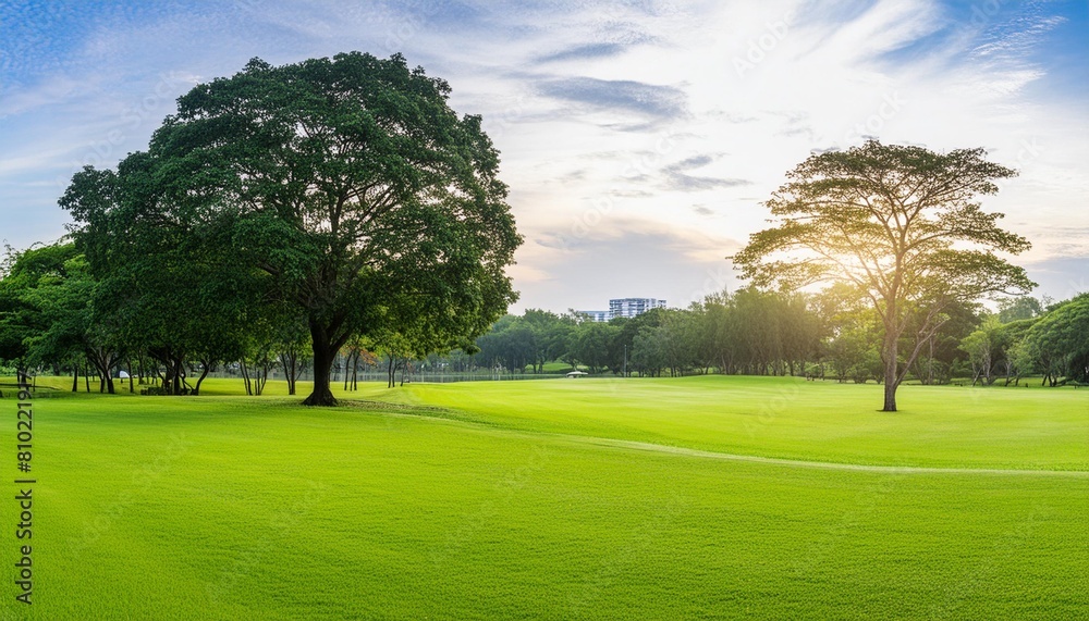 beautiful landscape in park with tree and green grass field at morning