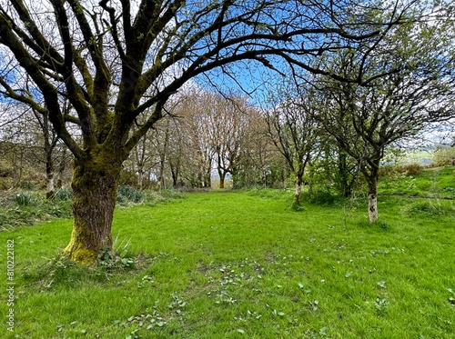 Photography A quaint woodland tableau unfolds in the early spring, featuring ancient trees under a clear blue sky, perched atop the hills of Sutton, Yorkshire, UK