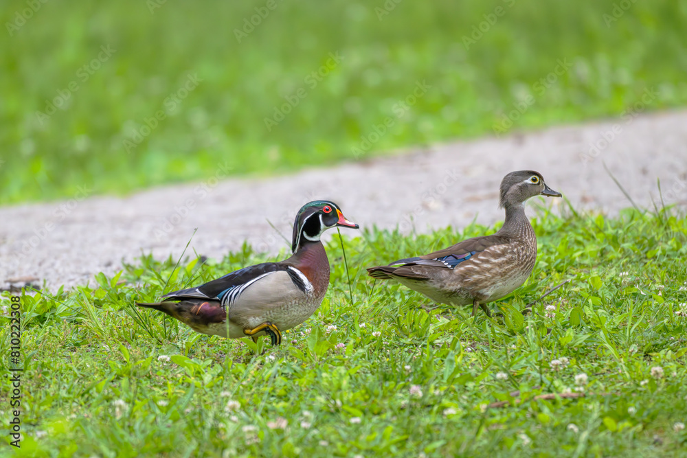 Pair of wood ducks walking in the grass, a pedestrian pathway in the background in spring. Pair of wood ducks walking in the grass, a pedestrian pathway in the background in spring.