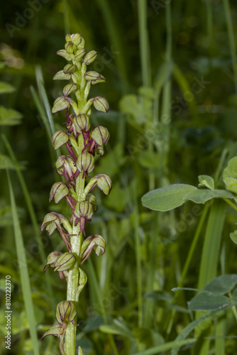 Ohnhorn (Orchis anthropophora, Syn. Aceras anthropophorum), wilde Orchidee, Nordrhein-Westfalen, Deutschland, Zülpich