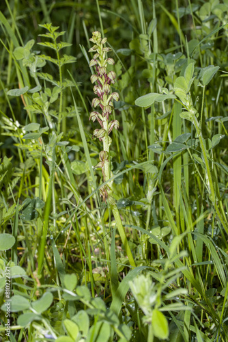 Ohnhorn (Orchis anthropophora, Syn. Aceras anthropophorum), wilde Orchidee, Nordrhein-Westfalen, Deutschland, Zülpich