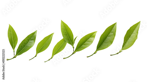 Tea Leaves isolated on transparent png background. Generative ai