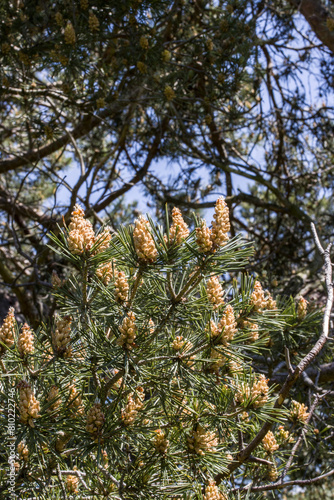 Wald-Kiefer, Wald-Föhre (Pinus sylvestris) -  Früchte