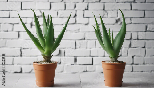 aloe vera flower in pots on white brick wall, copy space for text. 