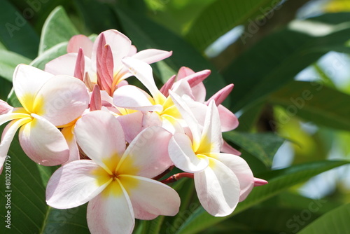 リゾート気分満喫　プルメリア