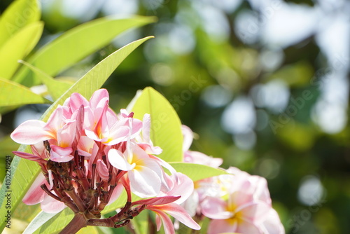 心機一転気分転換　プルメリア