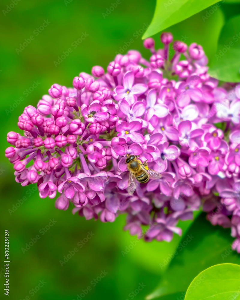 Blossom of lilac in the botanic garden, Kyiv, Ukraine
Blossom of lilac in the botanic garden, Kyiv, Ukraine