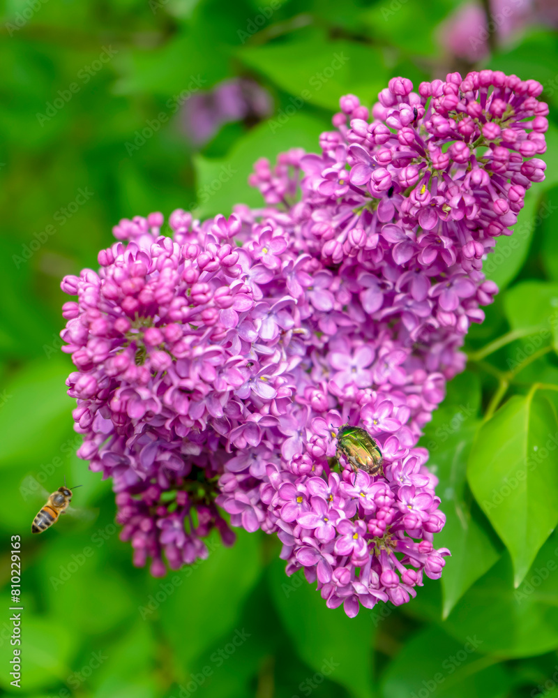 Blossom of lilac in the botanic garden, Kyiv, Ukraine
Blossom of lilac in the botanic garden, Kyiv, Ukraine