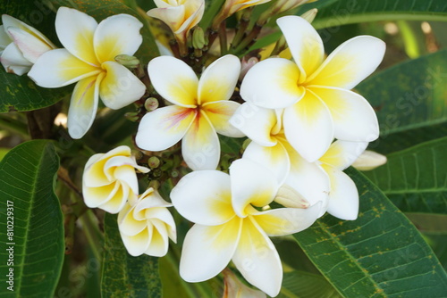 希望にあふれる　プルメリア
