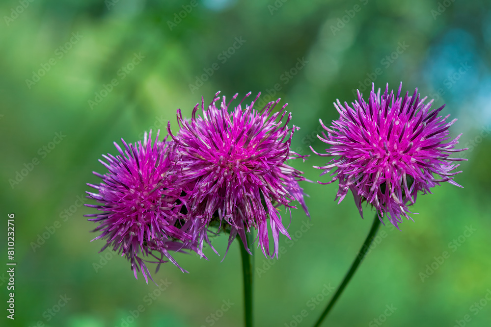 milk thistle flowers on blurred green background milk thistle flowers on blurred green background