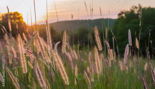hermoso paisaje natural panoramico blooming hierba alta salvaje en la naturaleza al atardecer calido verano paisaje pastoral enfoque selectivo en primer plano photo